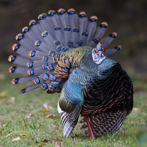 Team Page: Blue Turkeys